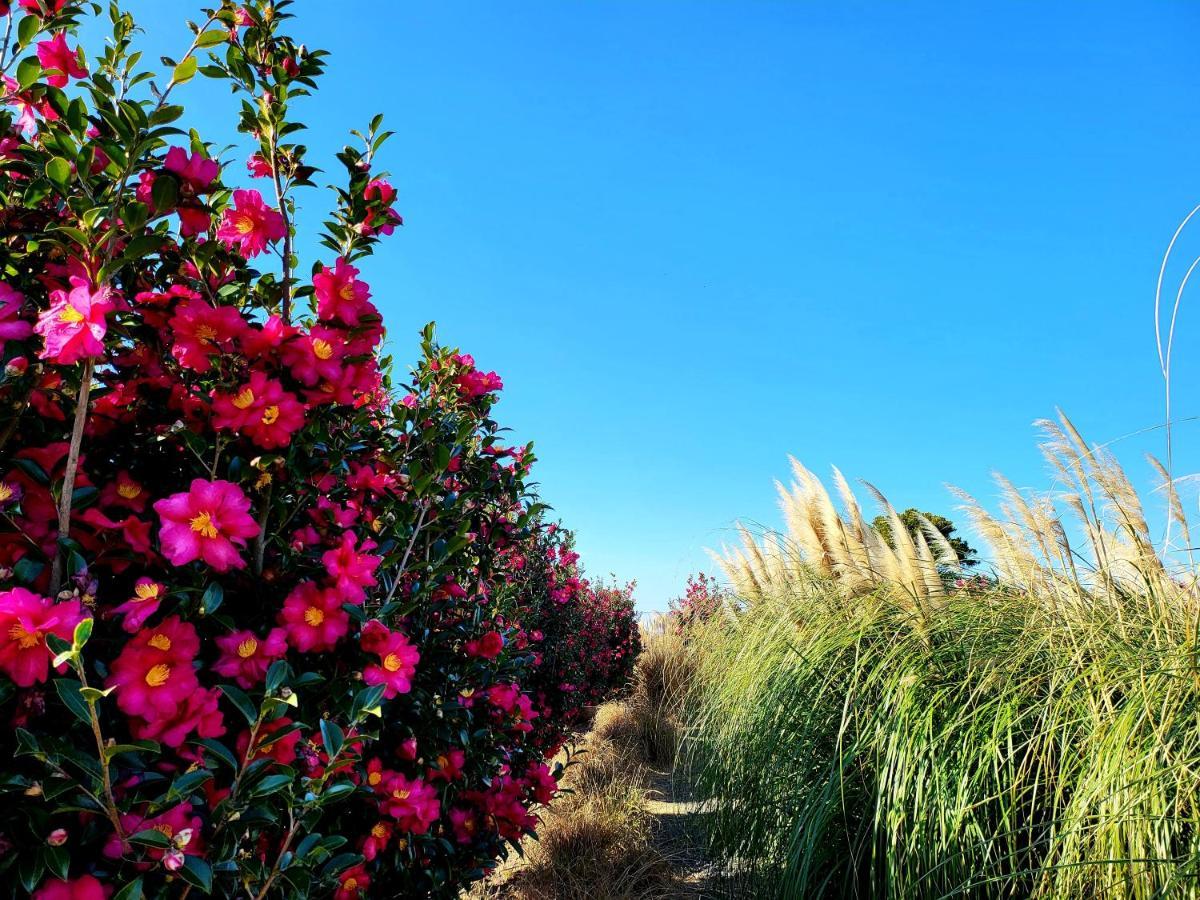 Haevichi Private Pension ซอกวีโพ ภายนอก รูปภาพ